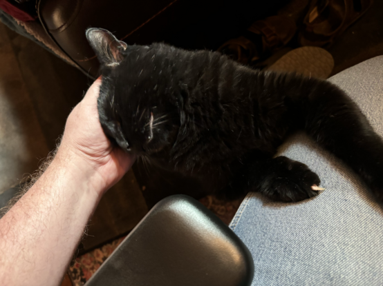 I am sitting in my office chair, but all you can see is my left hand and lower arm, the chair's arm rest, and part of my left leg. A very black cat has both his paws resting on my leg, while he shoves his head sideways into my hand for a good scratch behind the ears. His eyes are closed.