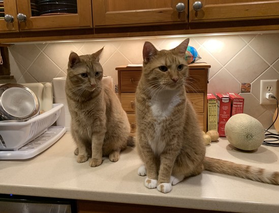 Photo of two orange cats sitting in virtually the same pose on a kitchen counter 