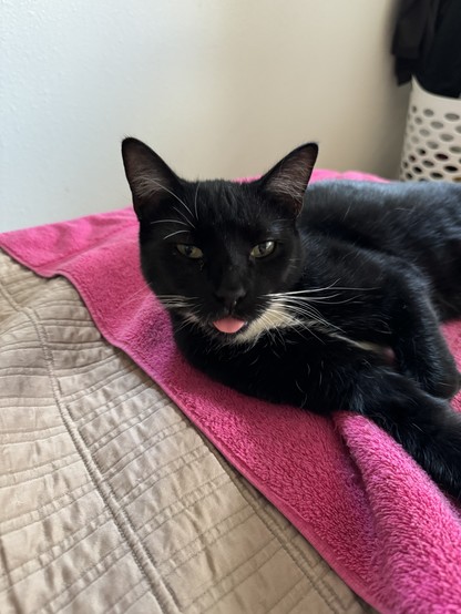Felix the tuxedo cat with his tongue sticking out.