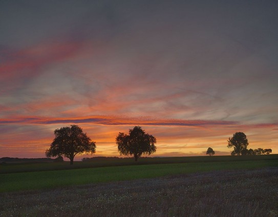 Extremely colourful sunset behind twin trees on a sloaping meadow