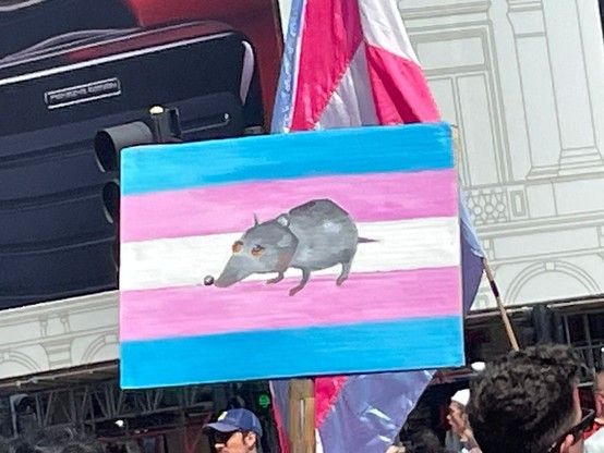 A hand painted grey rat on a trans flag placard
