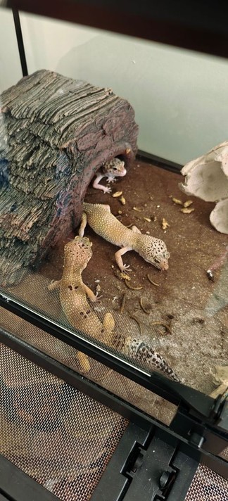 three leopard geckos, all mostly yellowish, in a terrarium with mealworms and freeze dried crickets. one gecko is inside the terrarium cave, with only their head poking out 
