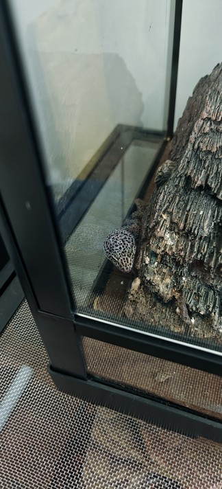a dark gray, speckled leopard gecko half asleep behind the terrarium cave