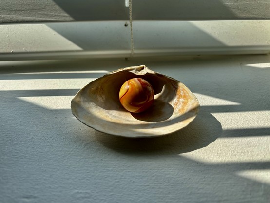 A brown marble sits in a seashell on a sunny shelf, the light through Venetian blinds canting diagonally across the surface 