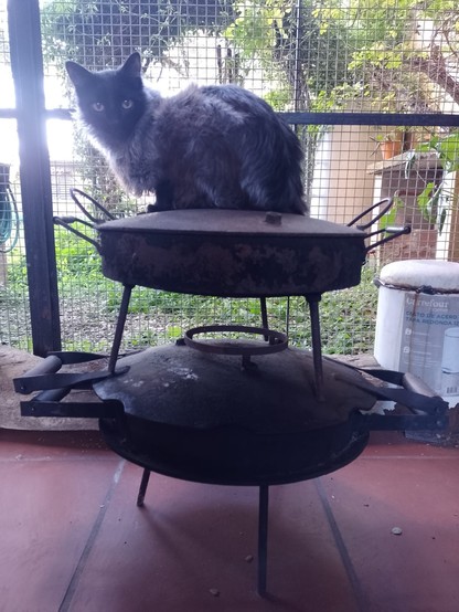 Foto de una gata recostada en una torre hecha de dos discos apilados de los que se usan para cocinar. Está en un garage techado, con una reja atrás que da a un jardín. 