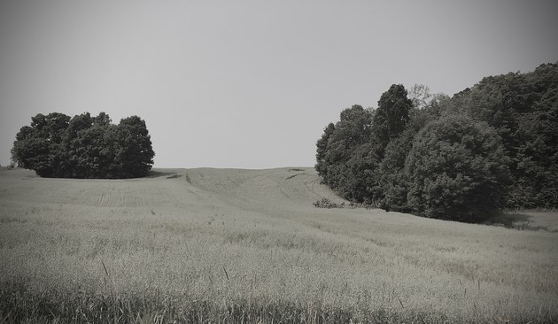 Black and white photograph with some green remaining in it, of a field going up and covered with cereal crops, bordered by trees on the right and with another cluster of trees on the left, under a white sky.