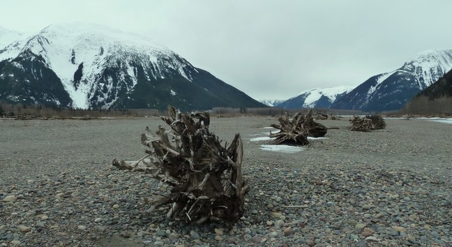 Landscape photograph of driftwood on a pebble beach with snow covered mountains in the back, under a white sky. Several remains of giant tree root systems were washed ashore and are aligned on the photo, the river being low at that period of the year and not visible here but running at the foot of the mountains. This is Skeena river in Brisith Columbia.