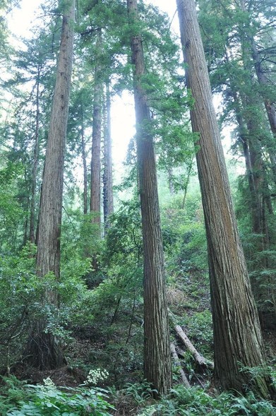 View into a wood of tall redwood trees