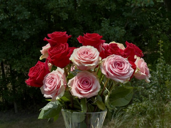 Red and pink roses in vase set against foliage background