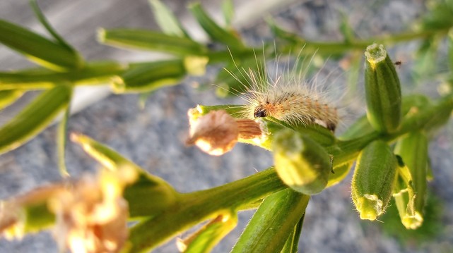 A photo of a lone caterpillar (or perhaps a webworm?) covered in long white hair. It's climbing a plant!