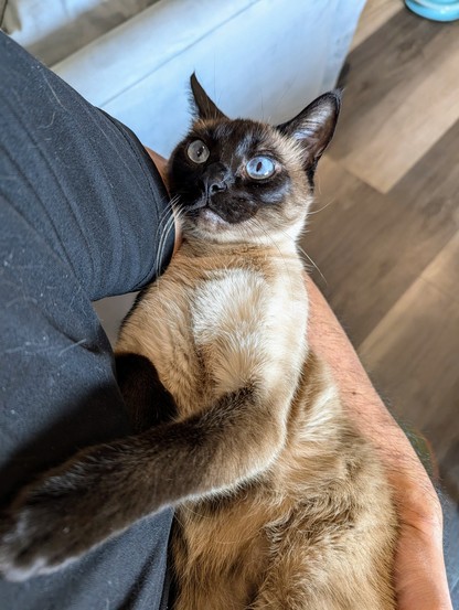 A siamese cat being held in my arms on her back like a baby, looking up at me with bright blue eyes and her pass on my chest.