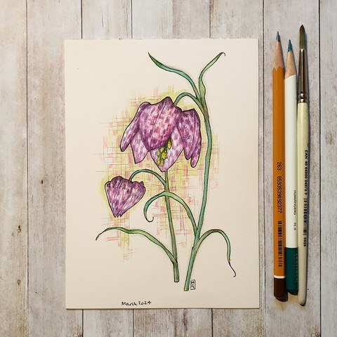 Original drawing - Snakes head fritillary flower
A colour drawing of snakes head fritillary flowers, an spring bulb wildflower with a checkerboard pattern.
Materials: colour pencil, mixed media, acid free cream artist paper
Width: 5 inches
Height: 7 inches
