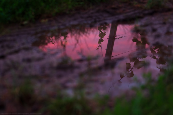 Photograph of a puddle in mud, edged by green grass and ground cover. Reflected in the puddle is a gorgeous pink and lavender sunset, as well as the curly, leaf-adorned ends of several grapevines, around a vineyard post. The moist ground also glows with a violet-blue-pink sheen, as light from the sky bounces off it.