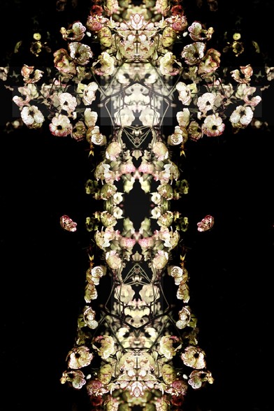 A cross like picture constructed by mirroring a photograph of flower. 