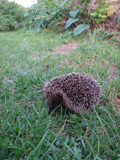 A hedgehog wandering through some grass.
