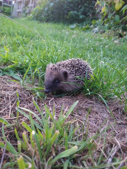 A cute, black eyed hedgehog bustling along the grass. He looks a bit like a punk guinea pig.