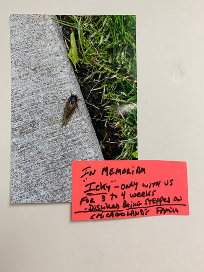 Photo of a periodical cicada on the sidewalk with a piece of paper that says: 
In memoriam