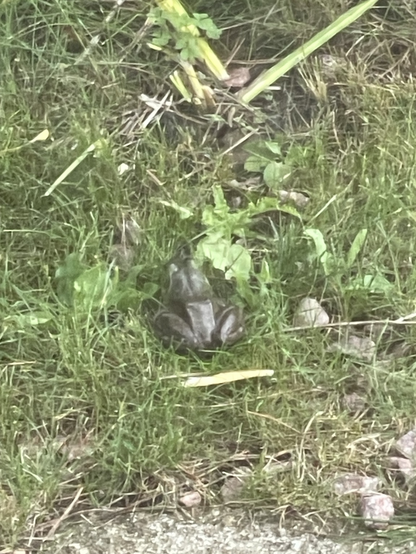 iPhone photo by Jenny Lam of a big frog in the grass in her backyard