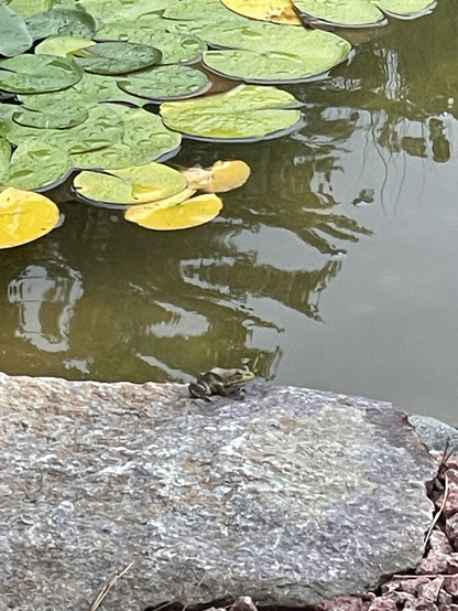iPhone photo by Jenny Lam of a tiny little frog on a rock by her backyard’s mini pond
