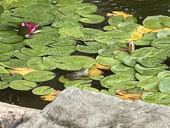 iPhone photo by Jenny Lam of a big frog on a lily pad in her backyard’s mini pond