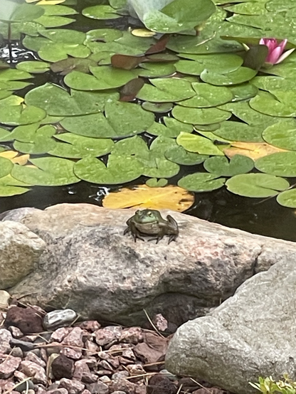 iPhone photo by Jenny Lam of a big frog on a rock by her backyard’s mini pond