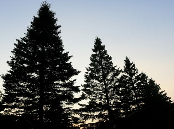 Dark silhouettes of four conifer trees against a sunset sky, going from blue at the top to pale orange at the bottom between the tree branches.