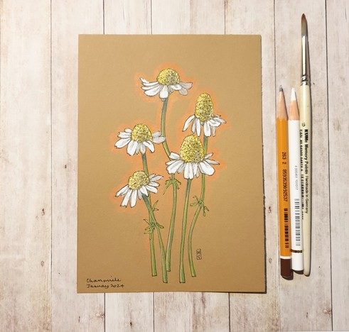 Original drawing - Chamomile Flowers
A colour drawing, primarily using colour pencil and pen and ink of chamomile flowers.
Materials: colour pencil, mixed media, acid free artist buff coloured paper
Width: 5 inches
Height: 7 inches