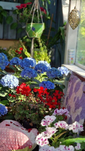 Blaue Hortensien und rote und rosa Geranien auf die das Sonnenlicht fällt