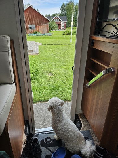 A small white dog by a mobile home entrance