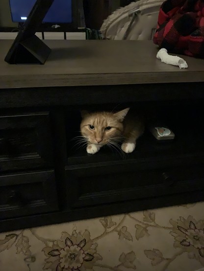 Photo of an orange cat, only head and front paws visible as he peers out from a hollow space inside the coffee table 