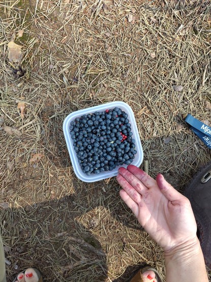 A small IKEA box filled with blueberries and lingonberries. They sort of got distributed in layers and I only brought the one box. Here is a blue layer plus my purple fingers pointing at the treasure chest. I did not have a berrypicker thingie. Had to use my hands.