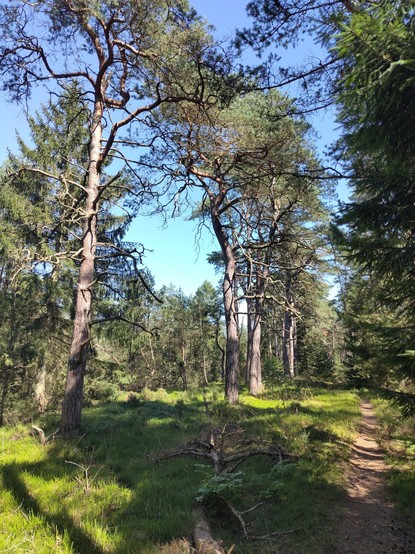 Fir trees with twisted branches line a narrow path through grass, heather, moss, and eventually blueberries and lingonberries
