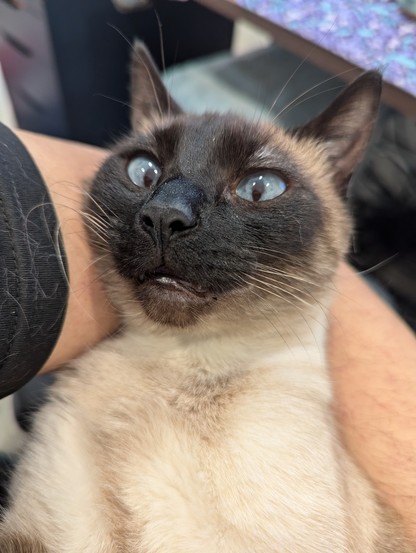 Close in on the face of a siamese cat as she is being held on her back like a baby. She looks at the camera with bright blue eyes and an expression that is equal parts cute, mischievous, and innocent. Her slightly puffed cheeks gives her face a diamond shape.