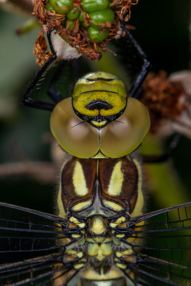 A close up image of a dragonfly's face, looking down from above at its back and thorax. It's yellow/green, with dark brown stripes and a brown tint to its green eyes. It's sat on a bramble, with a green, unripe blackberry visible
