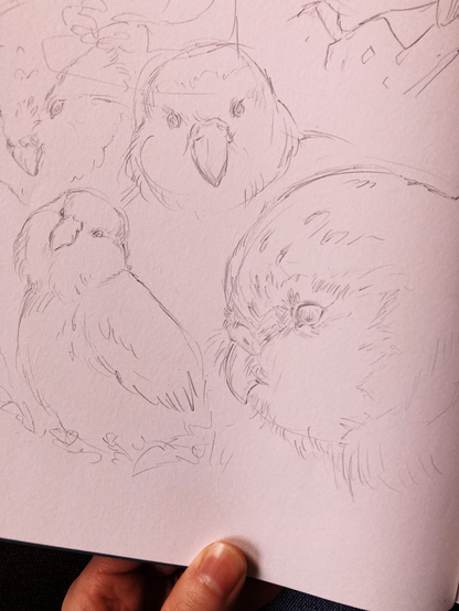 Various sketches of a kakapo