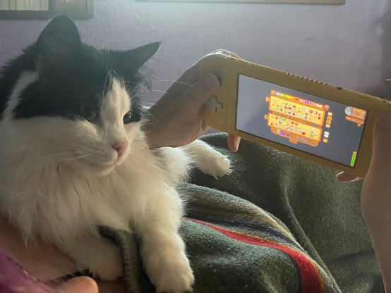 Fluffy tuxedo tomcat sitting on someone’s chest as they play Stardew Valley on a yellow Nintendo switch.
