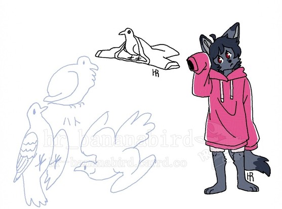 Digital doodles of an anthro silver fox wearing an oversized hoodie and several pigeons. One of the pigeons is poking their head out of the collar of a T-shirt that's way too big for them.