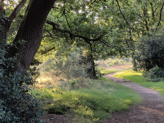Photo of a closeby landscape. A meandering path on the right, a thick tree trunk somehwat right leaning into the image from the left. Bright late evening light patch in the middle left.