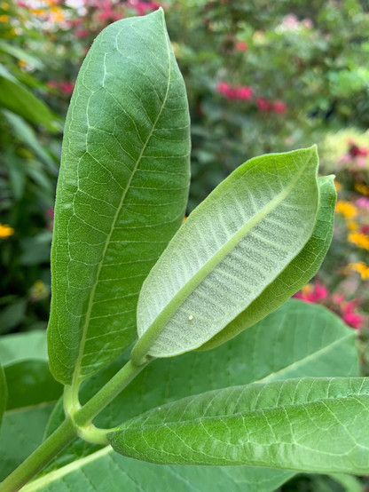 Photo of a tiny monarch egg on the underside of a milkweed leaf.