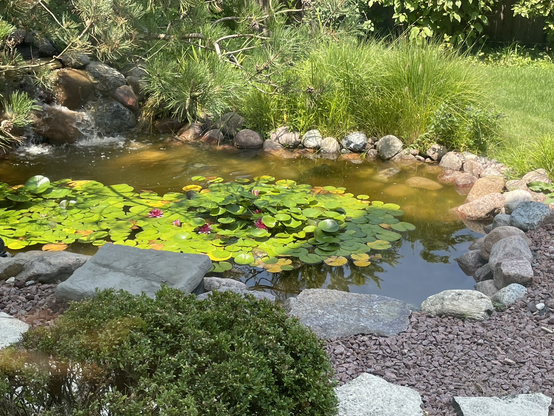 iPhone photo by Jenny Lam of her backyard’s mini pond, with pink water lilies, green lily pads, and frogs. There are three frogs today: a little one on a lily pad more towards the left, facing right, a big one on a lily pad kind of in the middle, also facing right, and a frog in between rocks on the right, facing left/the pond. It’s sunny.