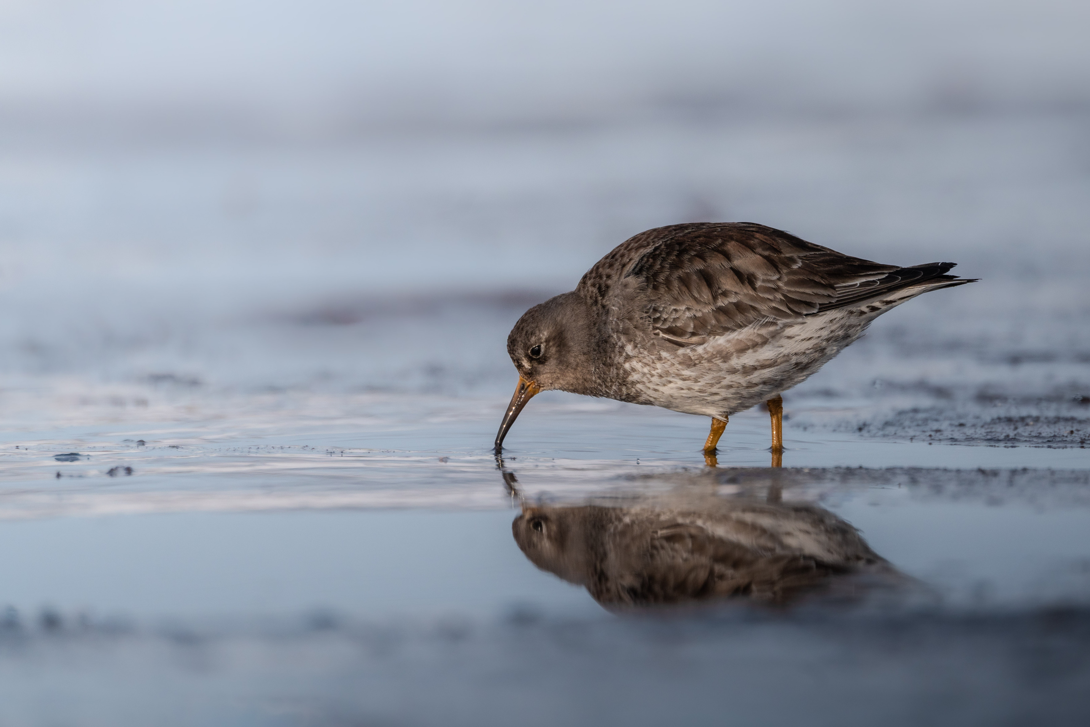 fossheim's birds :HoodCrow: (@fosstography@mastodon.art)