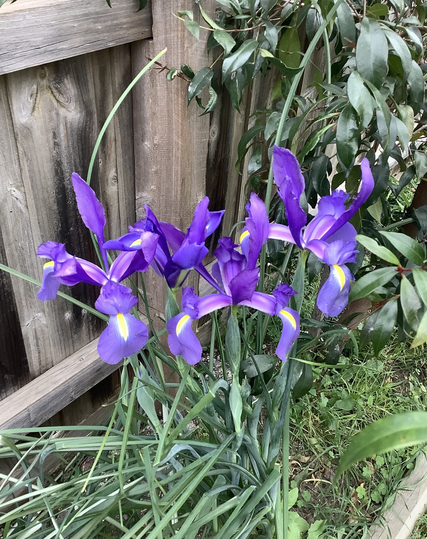 Three purple iris flowers against a wooden fence, surrounded by green foliage.