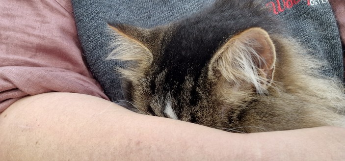 Cat hiding behind arm