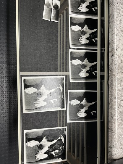 A collection of black and white prints of a dog resting on a couch. The prints are sitting on a drying rack.