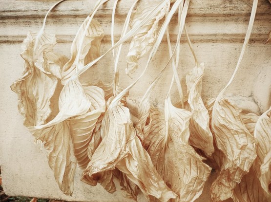 Pale, wilted leaves hanging over the pot that is painted in the same pale beige colour as the leaves
