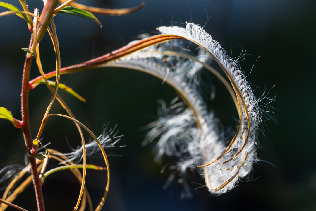 a photo of a long seed head of a plant, splayed open so each piece curls back on itself in an arc across the frame. between the strands of seed pod are fluffy seeds, arranged neatly, the fluffy strands that help them in the wind curving around with the seed pod, forming a white arch. it is lit by late day sun, with a shadowy background in dark blue grey. the plant stem is vertical across the left of the frame, and is a reddish colour with green and red leaves