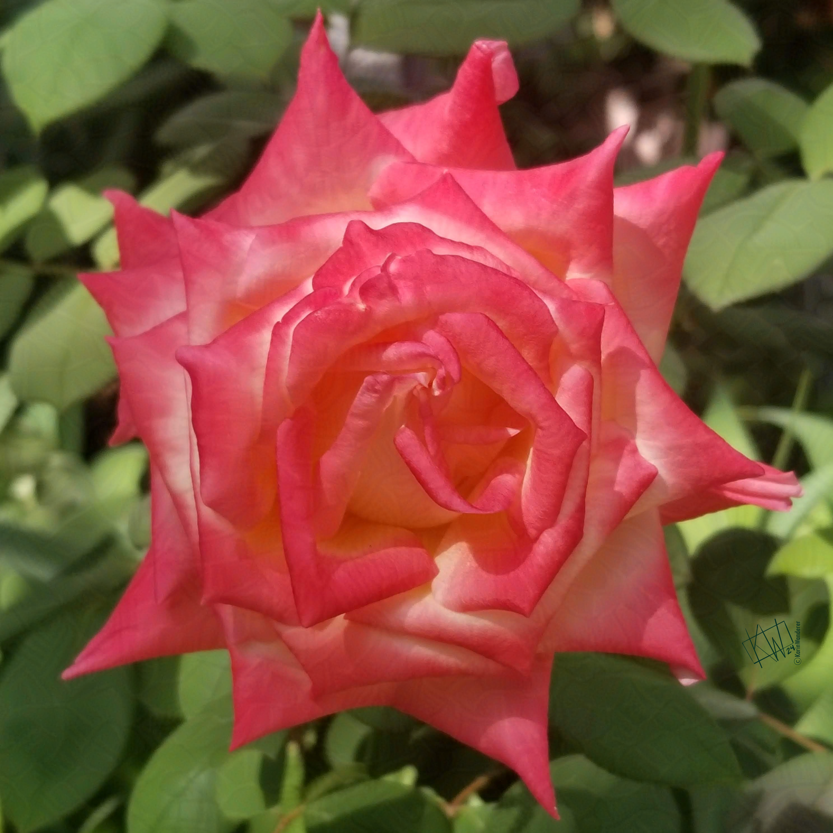 Close up photo of a lovely white rose with pink-edged petals.