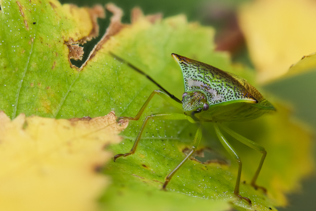 a close image of a green shieldbug with brown patches, sitting on a green leaf changing to yellow and brown, surrounded by much more yellow leaves