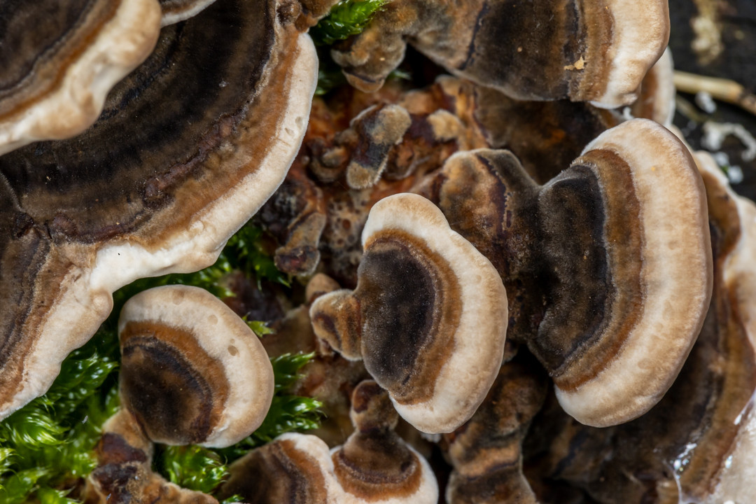 a much closer up photo of some brown and white bracket shaped fungi as seen from above, with some soft moss visible between the fungi. the colours on the bracket fungus are very striated, going from a dark mixture of browns in the centre to a pale cream/brown on the outer rim