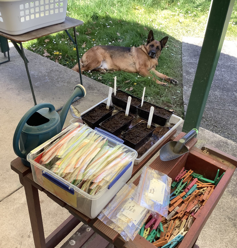 A small bench with some punnets of soil and plant tags, next to a watering can, a trowel and a large plastic Tupperware box full of seed packets. A German shepherd reclines lazily in the grass in the background, looking up at the camera.